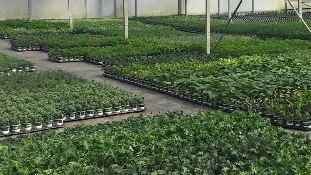 Fresh Greenhouse